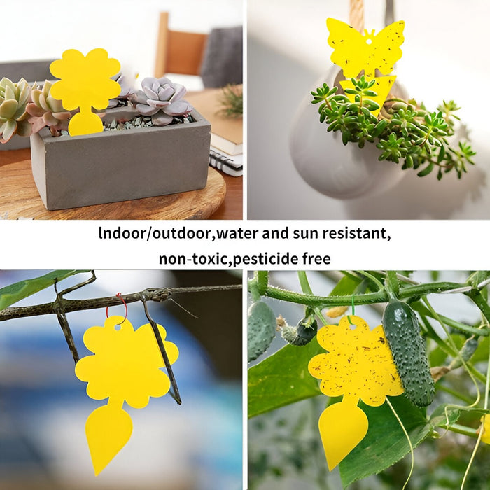 Sticky Trap for Fruit Flies and Fungus Gnats