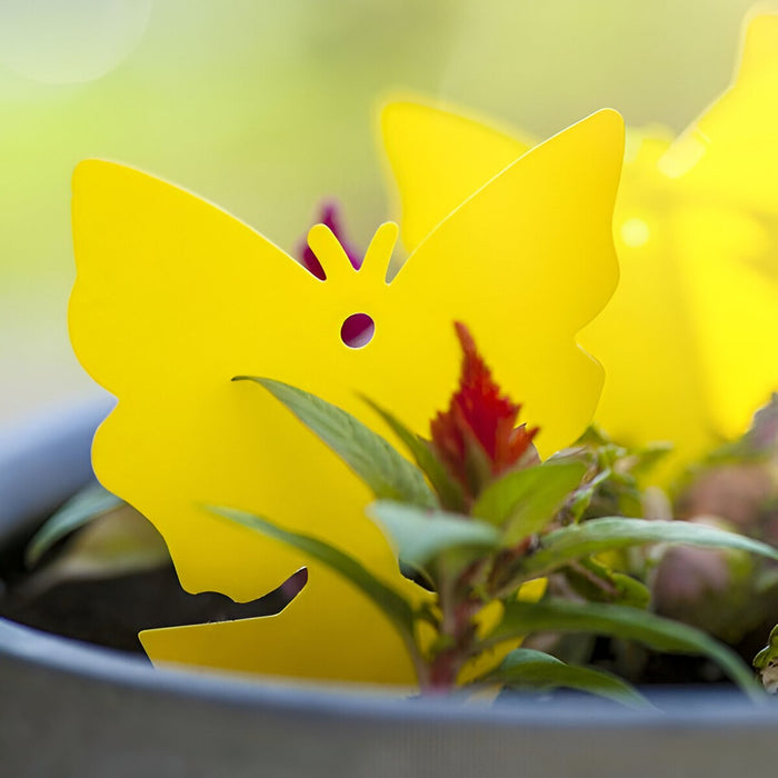 Sticky Trap for Fruit Flies and Fungus Gnats