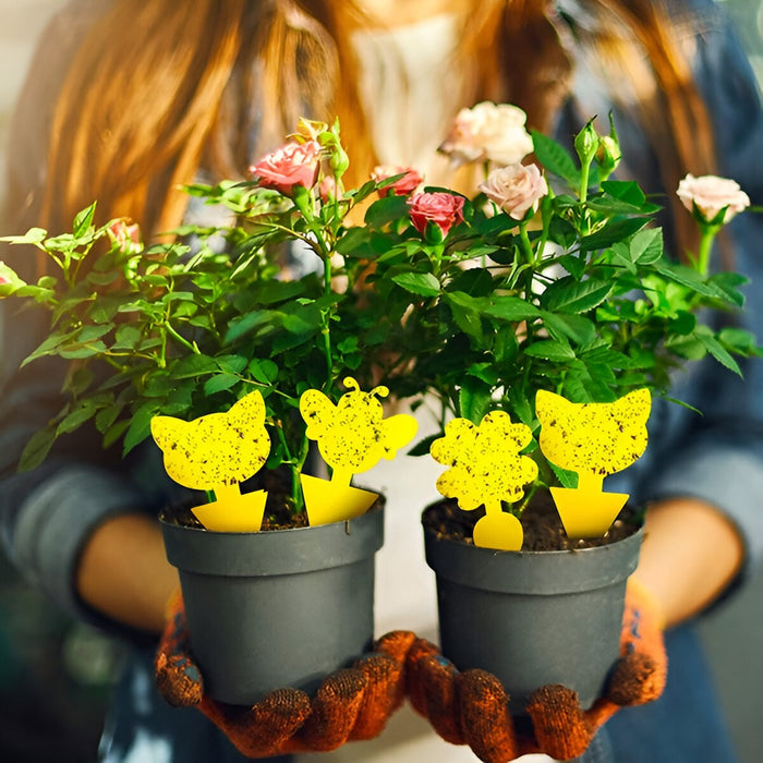 Sticky Trap for Fruit Flies and Fungus Gnats